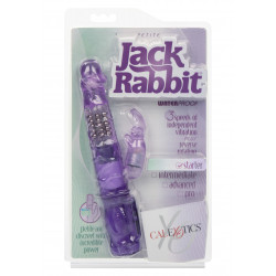 Petite Jack Rabbit